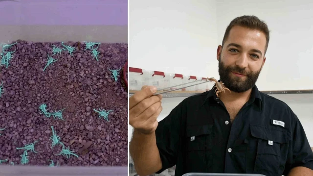 aydinda akrep zehri ureten girisimci 750 akrepten 4 ayda 4 bin yavru elde etti fiyati altinla yarisiyor LsBsTSRe