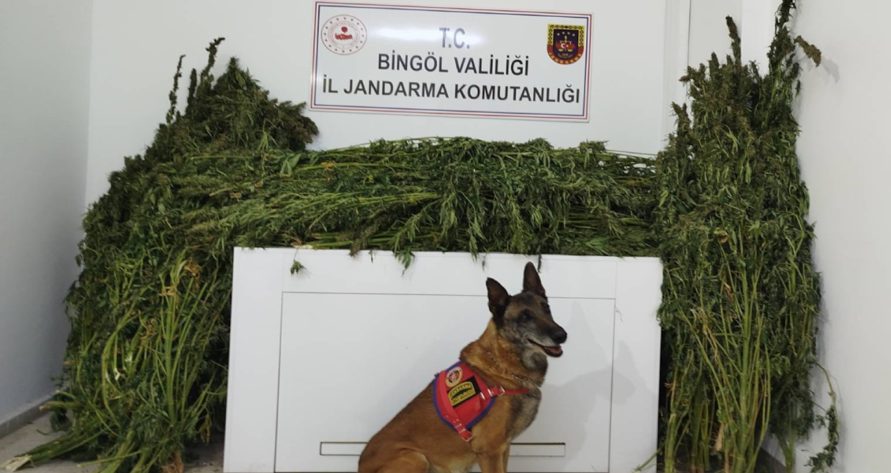 bingolde 91 kilo 250 gram esrar yakalandi JgjuqdcX