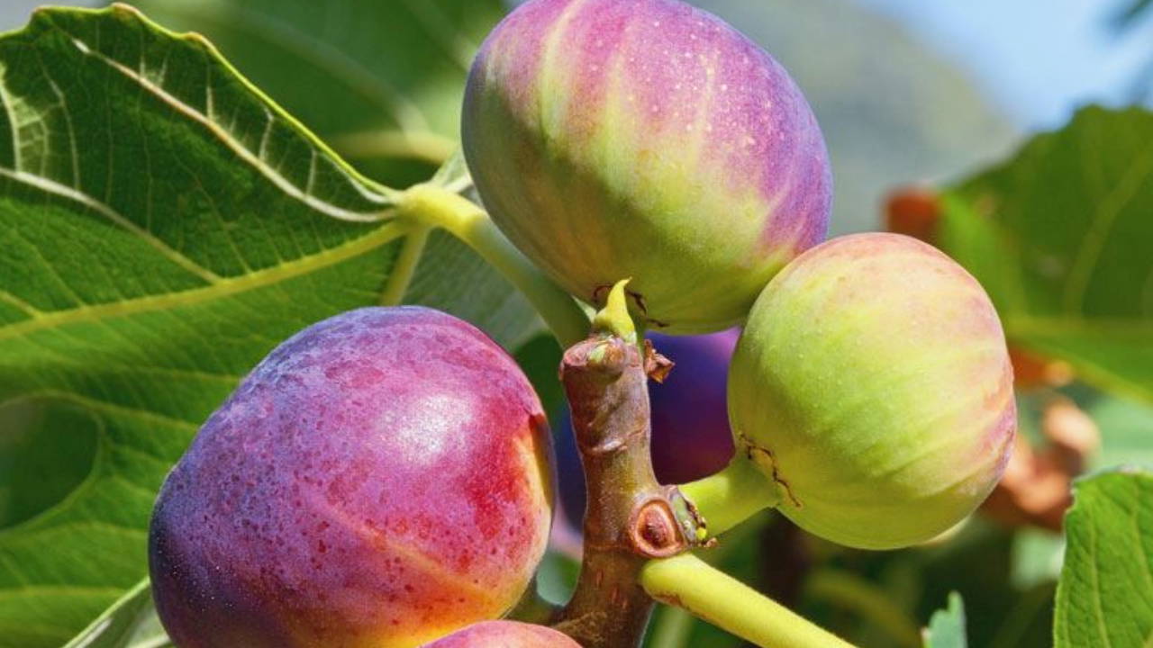 chpli yildiz boyle devam ederse incir ureticisi topragini terk etmek zorunda kalacak D8zXHYPO