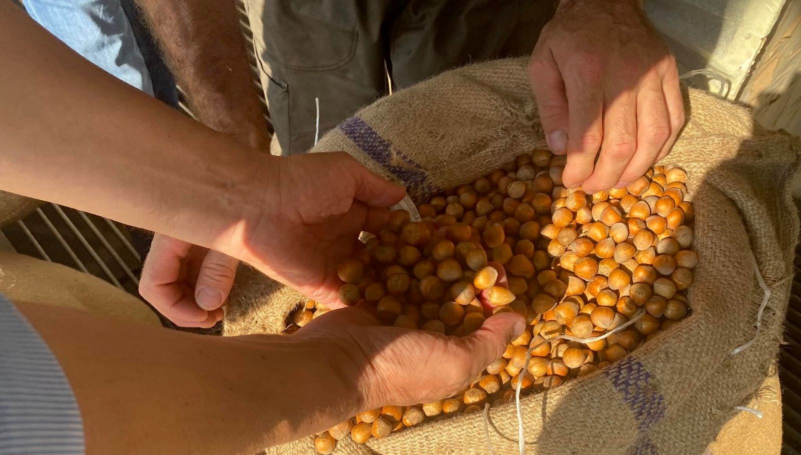 giresunda findik fiyatini randiman belirliyor 3IB6reOP