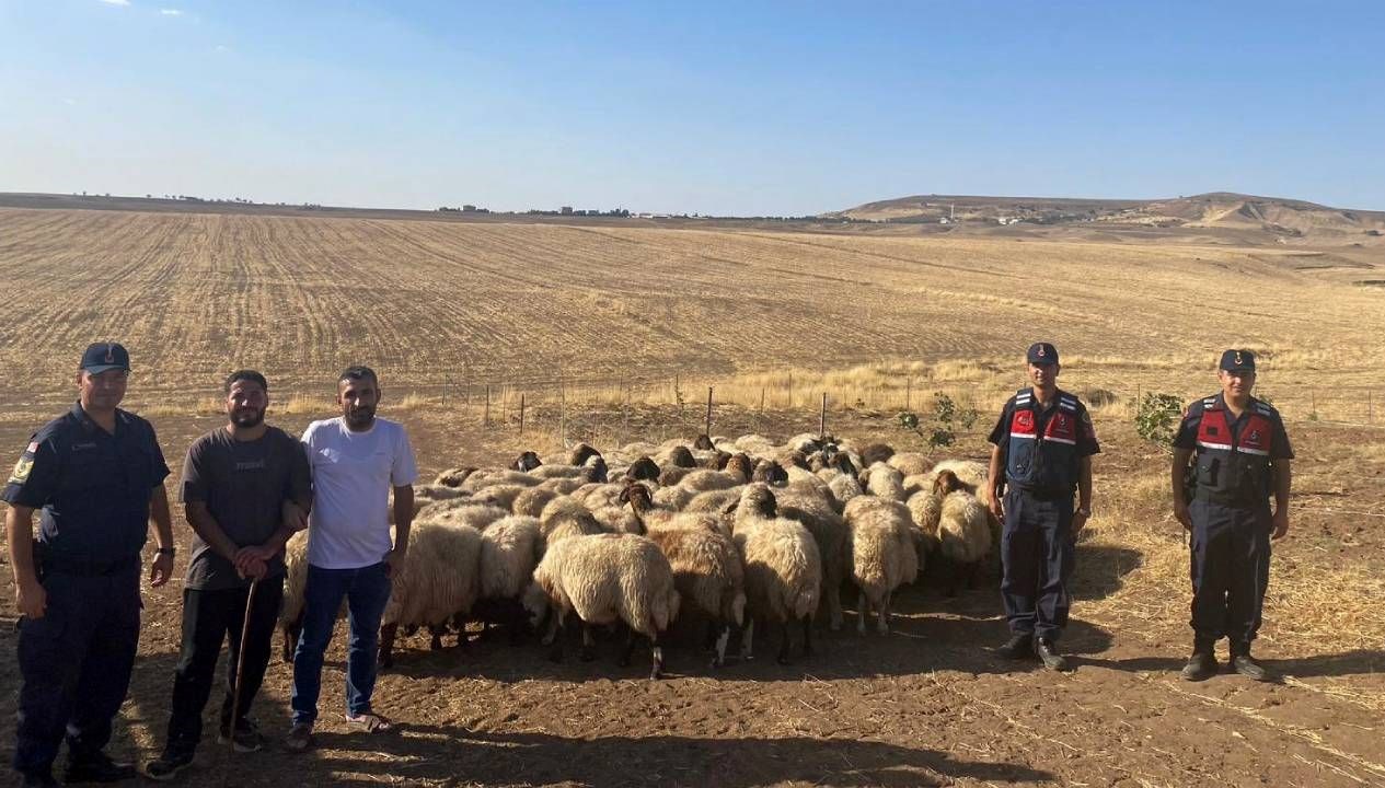 kaybolan kucukbas hayvanlar dron ile bulundu hrPUbnKf