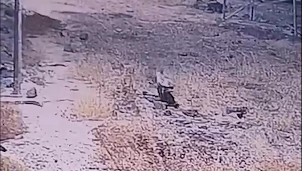 cizgili sirtlan gunes santralinde goruntulendi tXzStVKG