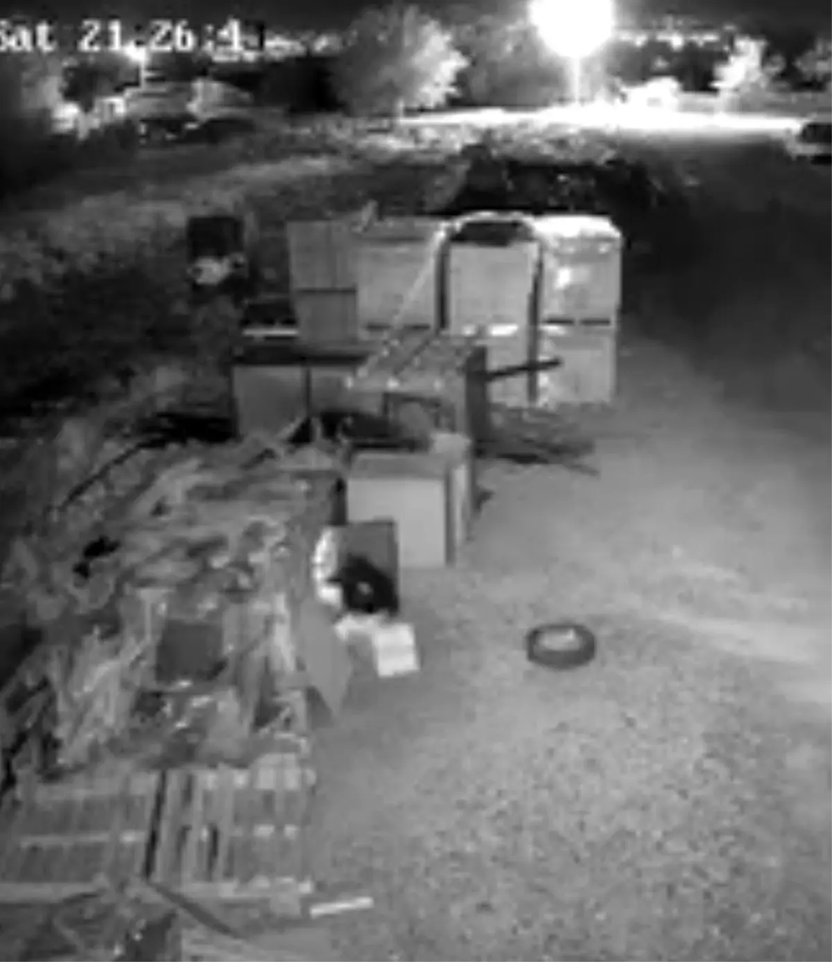 elazigda guvercin hirsizligi guvenlik kamerasinda p4EwiJp1.jpg