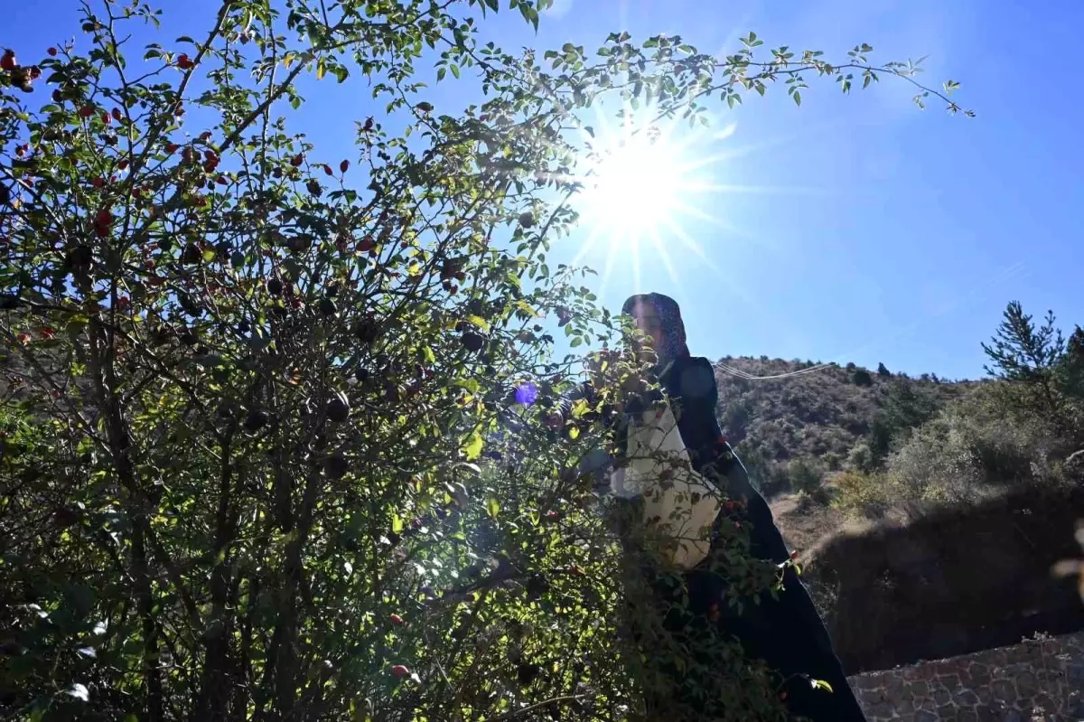 gumushanenin sifali kusburnu 1tlVe74B