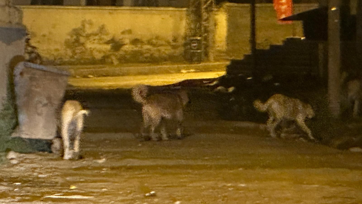 karsta sokak kopekleri vatandaslar arasinda korkuya neden oluyor kBjg3TVn.jpg