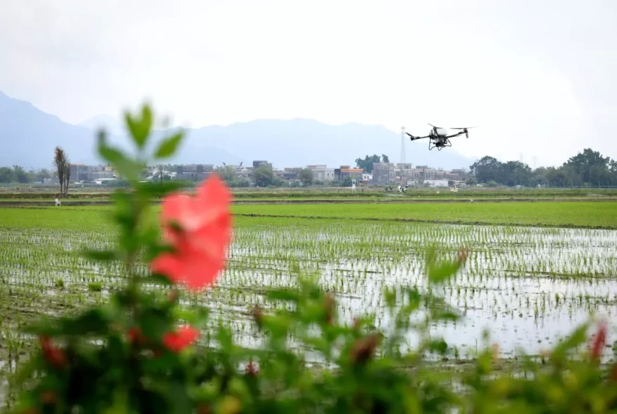 Taishan’da Teknolojik Tarım Dönüşümü